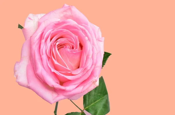 Růžová Pastelová Růže Izolovaná Pastelově Růžovém Pozadí Žádný Stín Růže — Stock fotografie