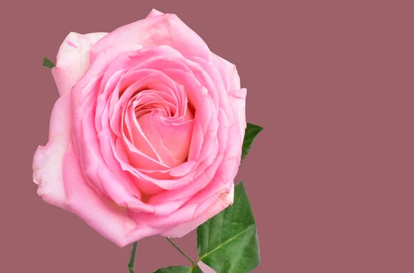 Rose Pastel Rose Isolée Dans Fond Rose Pastel Sans Ombre — Photo