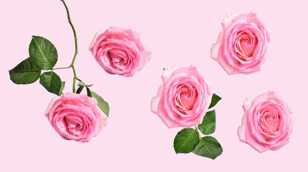 Rosa Rosa Pastel Aislado Fondo Rosa Pastel Sin Sombra Rosa —  Fotos de Stock