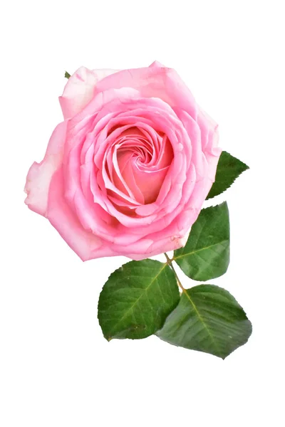 Rosarote Pastellrose Isoliert Pastellrosa Hintergrund Kein Schatten Rose Mit Clipping — Stockfoto