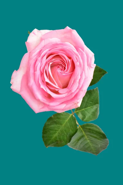 Pink Pastel Rose Isolated Pastel Pink Background Shadow Rose Clipping — Stock Photo, Image
