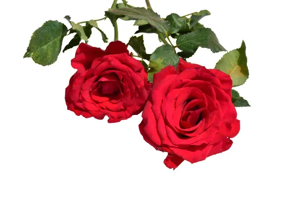 Rosa Vermelha Isolada Fundo Branco Sem Sombra Rosas Com Caminho — Fotografia de Stock