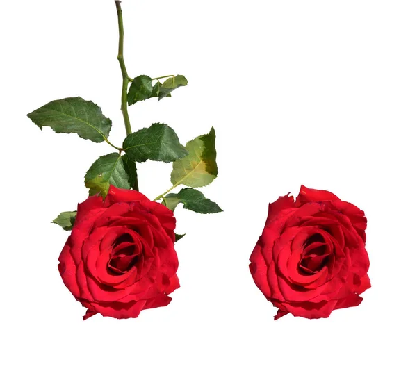 赤いバラは白い背景に孤立し 影もなく クリッピングパスを持つバラ — ストック写真