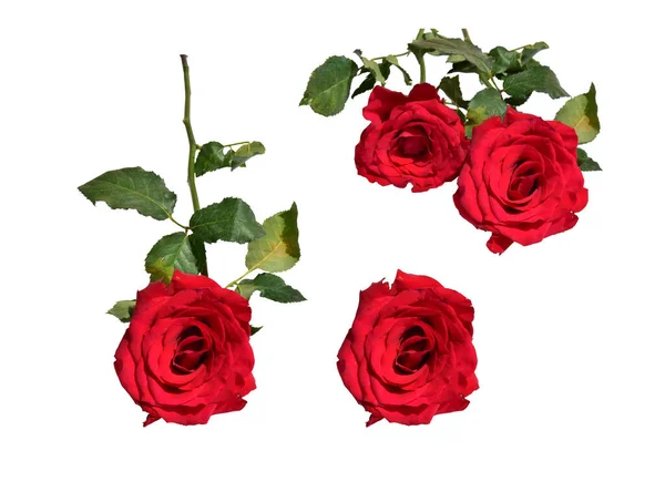 Rote Rose Isoliert Auf Weißem Hintergrund Kein Schatten Rosen Mit — Stockfoto