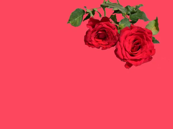 Rød Rose Isolert Hvit Bakgrunn Ingen Skygge Roser Med Klippesti – stockfoto