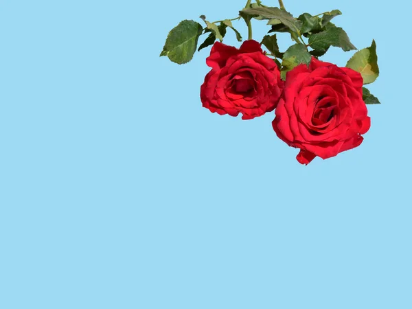 Rote Rose Isoliert Auf Weißem Hintergrund Kein Schatten Rosen Mit — Stockfoto