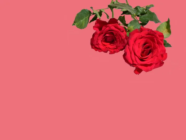 Rote Rose Isoliert Auf Weißem Hintergrund Kein Schatten Rosen Mit — Stockfoto