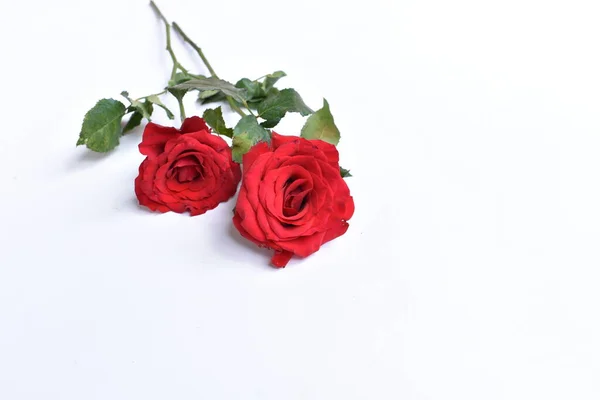 Rosa Roja Aislada Fondo Blanco Fondo San Valentín Romántico Amor —  Fotos de Stock