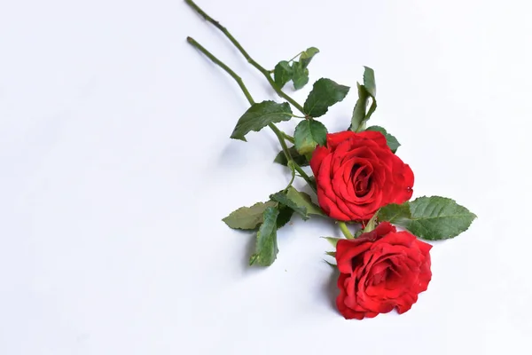Rosa Vermelha Isolada Fundo Branco Fundo Dia Dos Namorados Romântico — Fotografia de Stock