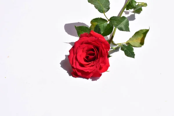 Beyaz Arka Planda Izole Kırmızı Gül Sevgililer Günü Geçmişi Romantik — Stok fotoğraf