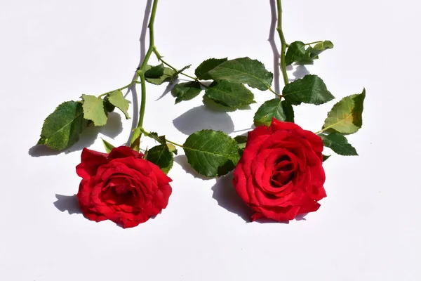 Rosa Vermelha Isolada Fundo Branco Fundo Dia Dos Namorados Romântico — Fotografia de Stock