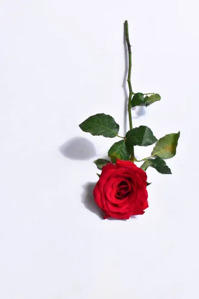 Beyaz Arka Planda Izole Kırmızı Gül Sevgililer Günü Geçmişi Romantik — Stok fotoğraf