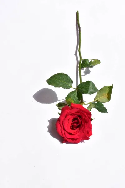 Rosa Vermelha Isolada Fundo Branco Fundo Dia Dos Namorados Romântico — Fotografia de Stock