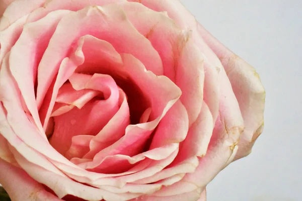 Rosa Rosa Aislada Fondo Blanco Fondo San Valentín Romántico Amor — Foto de Stock