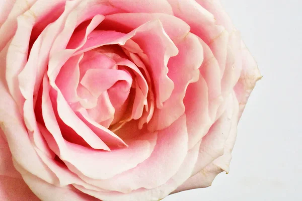 Rosa Rosa Aislada Fondo Blanco Fondo San Valentín Romántico Amor — Foto de Stock