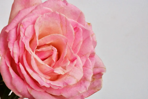 Rosa Rosa Isolada Fundo Branco Fundo Dia Dos Namorados Romântico — Fotografia de Stock