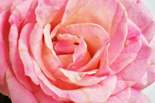 Rosa Rosa Isolada Fundo Branco Fundo Dia Dos Namorados Romântico — Fotografia de Stock