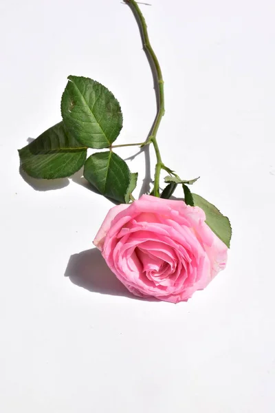 Pink rose isolated in white background, Valentine's day background, romantic, love, Happy women's day, Happy Mother's day. Happy Father's day , Thanksgiving