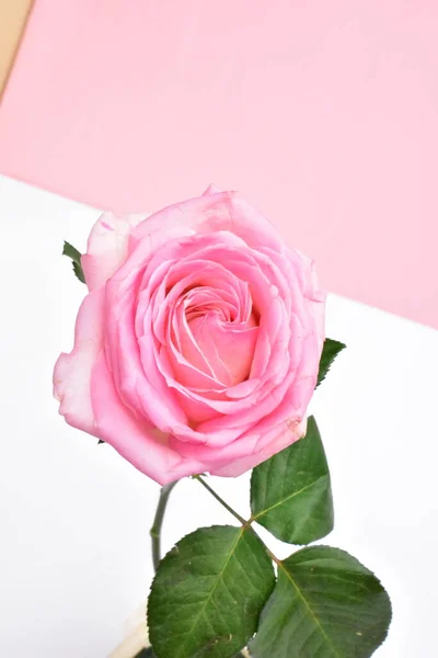 Roze Roos Geïsoleerd Witte Achtergrond Valentijnsdag Achtergrond Romantisch Liefde Happy — Stockfoto