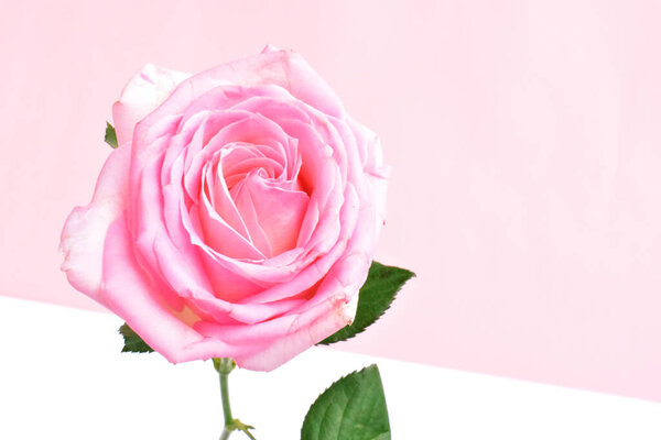 Pink rose isolated in white background, Valentine's day background, romantic, love, Happy women's day, Happy Mother's day. Happy Father's day , Thanksgiving