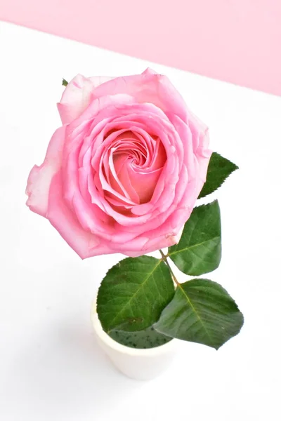 핑크는 발렌타인데이 로맨틱 여성의 어머니의 날등으로 고립되었다 아버지의 추수감사절 — 스톡 사진