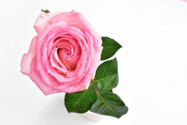 핑크는 발렌타인데이 로맨틱 여성의 어머니의 날등으로 고립되었다 아버지의 추수감사절 — 스톡 사진