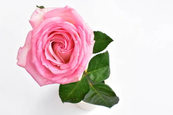 Rosa Rosa Aislada Fondo Blanco Fondo San Valentín Romántico Amor — Foto de Stock