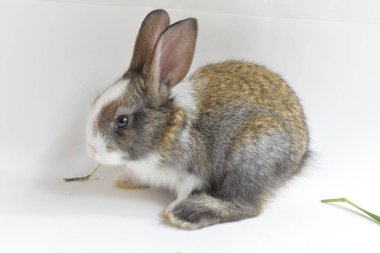 Beyaz arka planda sevimli kahverengi tavşan, Paskalya tavşanı, komik, mutlu Paskalyalar, sevimli hayvan, evim güzel evim
