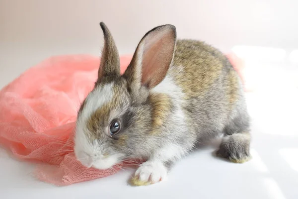 Cute Brown Bunny White Background Easter Rabbit Funny Happy Easter — Stock Photo, Image