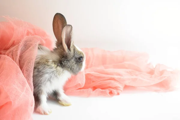 Netter Brauner Hase Auf Weißem Hintergrund Osterhase Lustig Frohe Ostern — Stockfoto