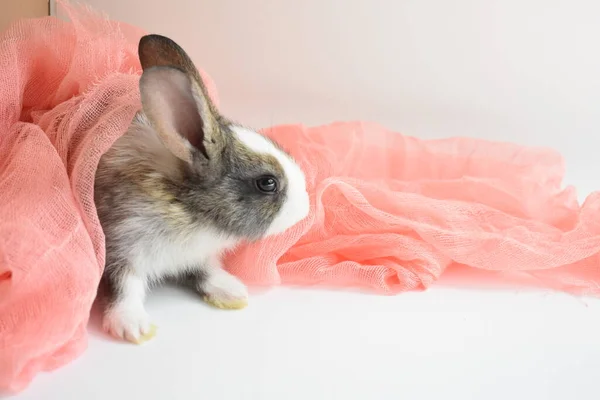 Netter Brauner Hase Auf Weißem Hintergrund Osterhase Lustig Frohe Ostern — Stockfoto