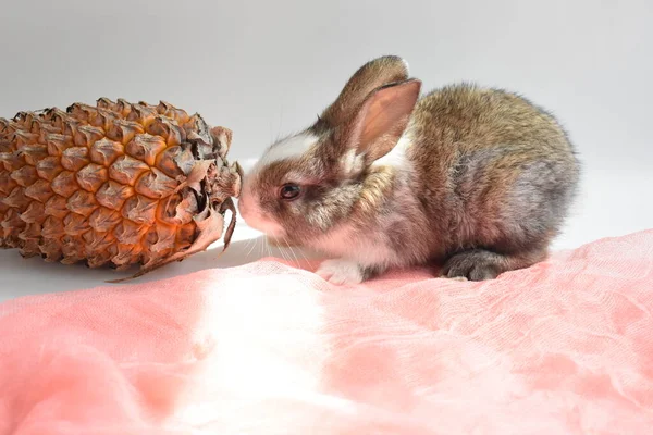 Carino Coniglietto Marrone Sfondo Bianco Coniglio Pasqua Divertente Buona Pasqua — Foto Stock