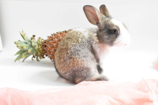 Carino Coniglietto Marrone Sfondo Bianco Coniglio Pasqua Divertente Buona Pasqua — Foto Stock