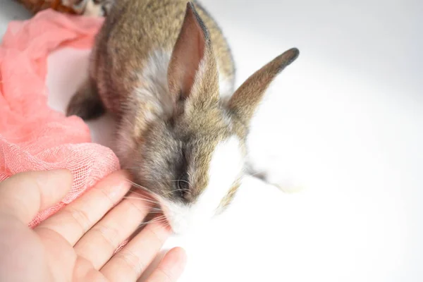 Cute brown bunny in white background, Easter rabbit, funny, Happy Easter, lovely pet, home sweet homeCute brown bunny kissing a woman\'s hand in white background, Easter rabbit, funny, Happy Easter, lovely pet, home sweet home