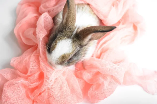 Cute brown bunny in white background, Easter rabbit, funny, Happy Easter, lovely pet, home sweet homeCute brown bunny kissing a woman\'s hand in white background, Easter rabbit, funny, Happy Easter, lovely pet, home sweet home