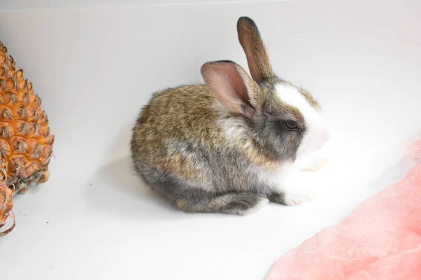 Cute brown bunny in white background, Easter rabbit, funny, Happy Easter, lovely pet, home sweet homeCute brown bunny kissing a woman's hand in white background, Easter rabbit, funny, Happy Easter, lovely pet, home sweet home