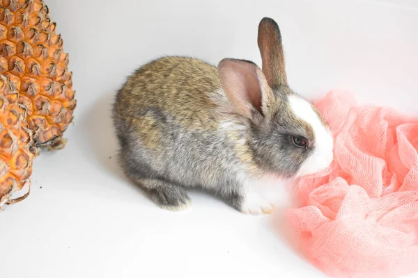 Lindo Conejito Marrón Fondo Blanco Conejo Pascua Divertido Feliz Pascua —  Fotos de Stock