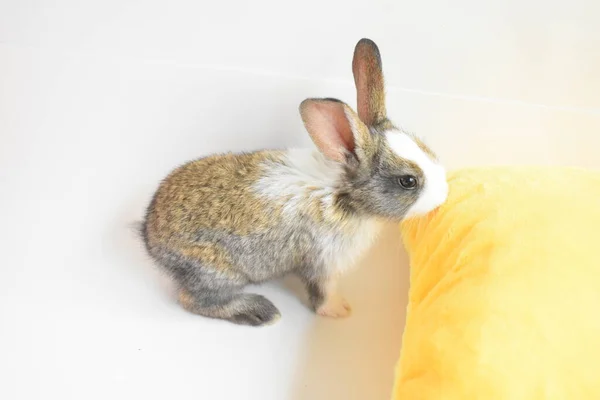 Schattig Bruin Konijn Witte Achtergrond Pasen Konijn Grappig Gelukkig Pasen — Stockfoto