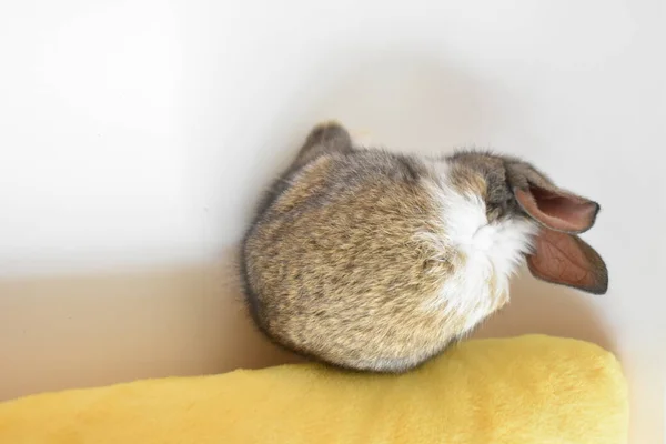 Roztomilý Hnědý Zajíček Bílém Pozadí Velikonoční Králík Legrační Veselé Velikonoce — Stock fotografie