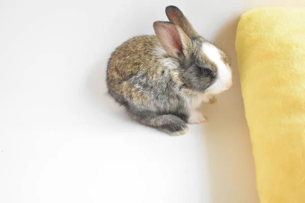 Schattig Bruin Konijn Witte Achtergrond Pasen Konijn Grappig Gelukkig Pasen — Stockfoto