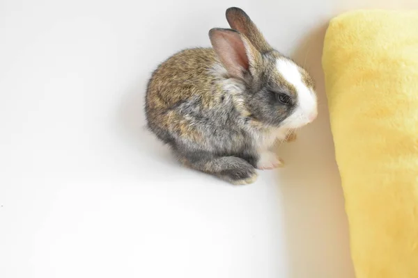 Schattig Bruin Konijn Witte Achtergrond Pasen Konijn Grappig Gelukkig Pasen — Stockfoto