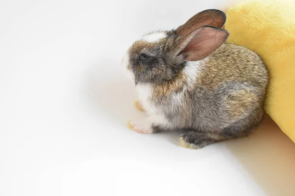 Schattig Bruin Konijn Witte Achtergrond Pasen Konijn Grappig Gelukkig Pasen — Stockfoto