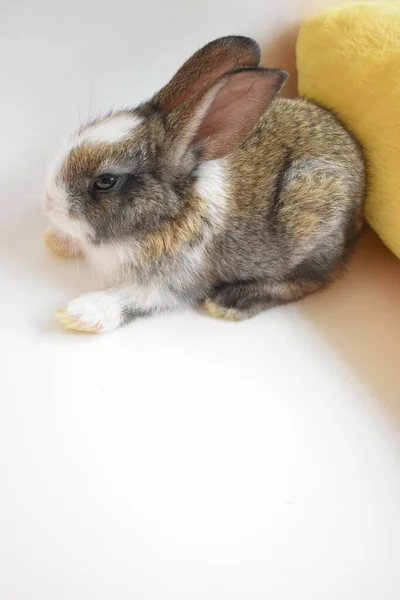 Schattig Bruin Konijn Witte Achtergrond Pasen Konijn Grappig Gelukkig Pasen — Stockfoto