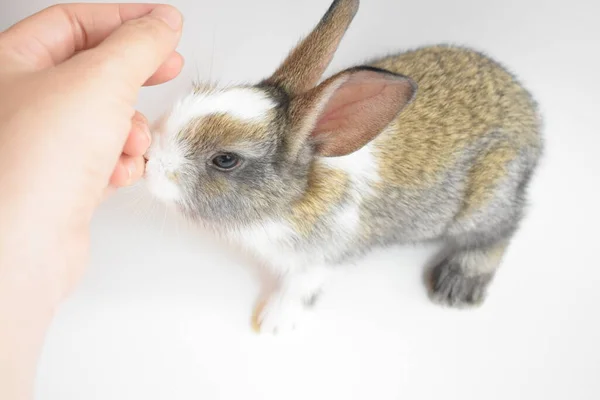 可爱的棕色兔子 白色背景 复活节兔子 复活节快乐 可爱的宠物 甜蜜的家 — 图库照片