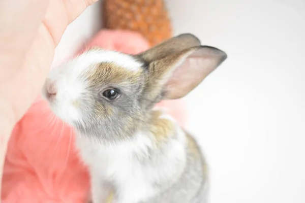 Cute Brown Bunny White Background Easter Rabbit Funny Happy Easter — Stock Photo, Image