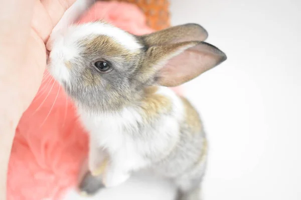 Niedliche Braune Hase Weißem Hintergrund Osterhase Lustig Frohe Ostern Schönes — Stockfoto