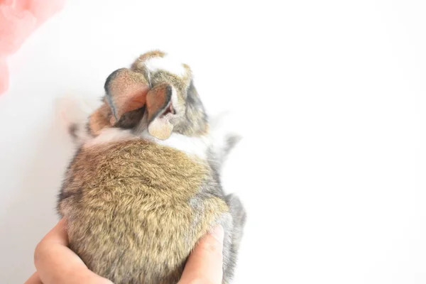 Симпатичный Коричневый Кролик Белом Фоне Пасхальный Кролик Смешной Счастливая Пасха — стоковое фото