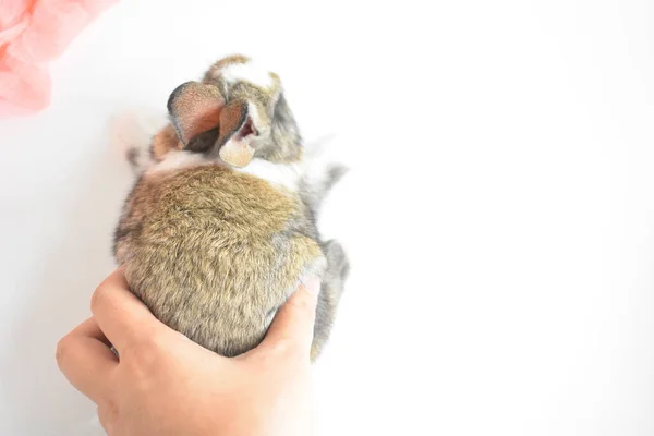 Schattig Bruin Konijn Witte Achtergrond Pasen Konijn Grappig Gelukkig Pasen — Stockfoto