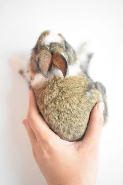 Schattig Bruin Konijn Witte Achtergrond Pasen Konijn Grappig Gelukkig Pasen — Stockfoto