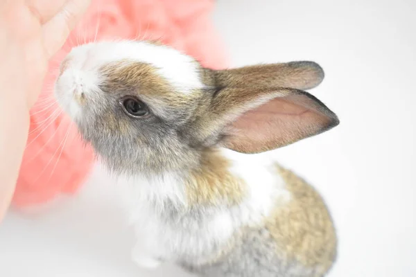 Гарненький Коричневий Кролик Білому Тлі Великодній Кролик Кумедний Щасливий Великдень — стокове фото